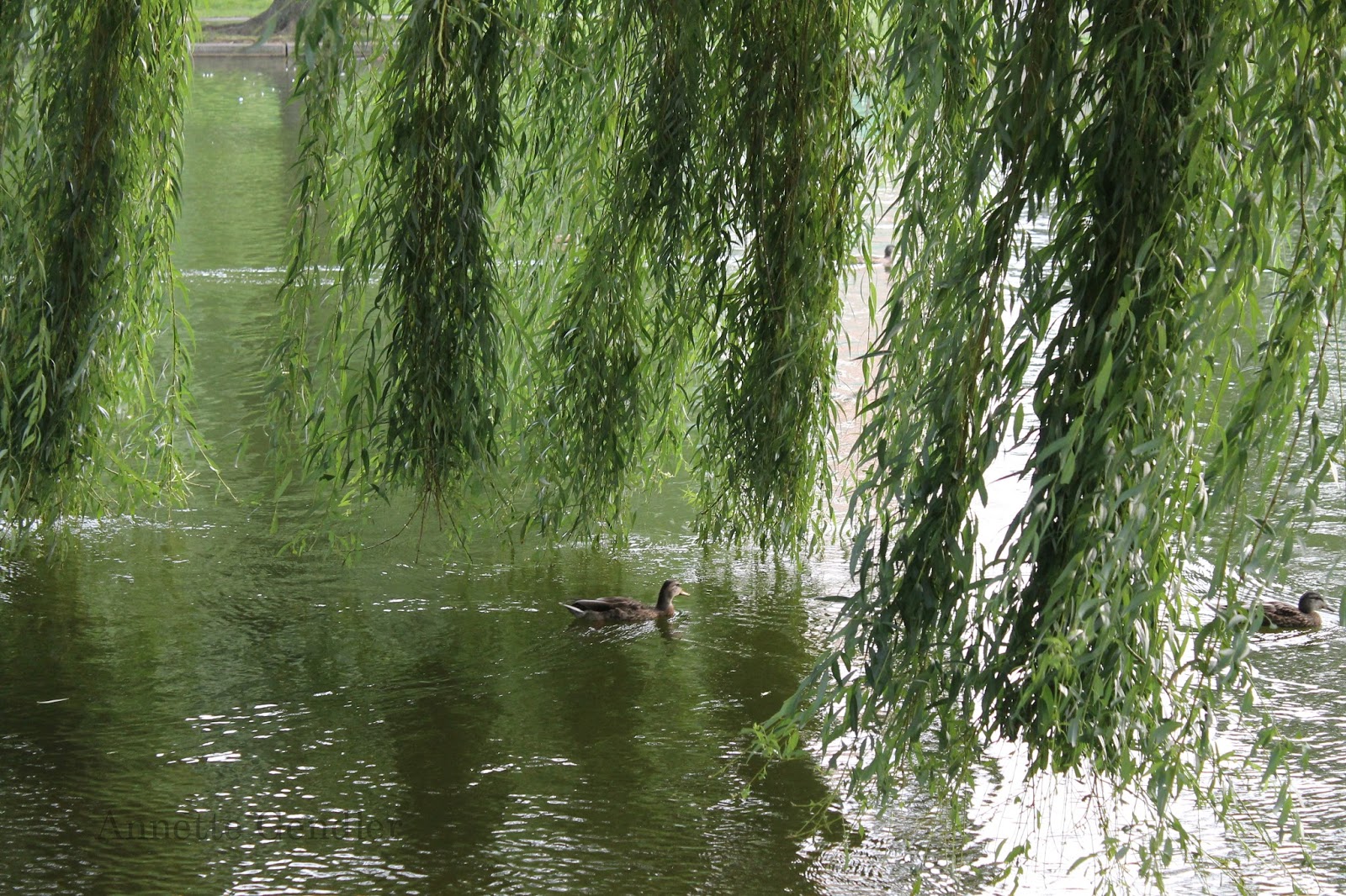 Weeping+Willow,+Public+Garden,+Boston.JPG