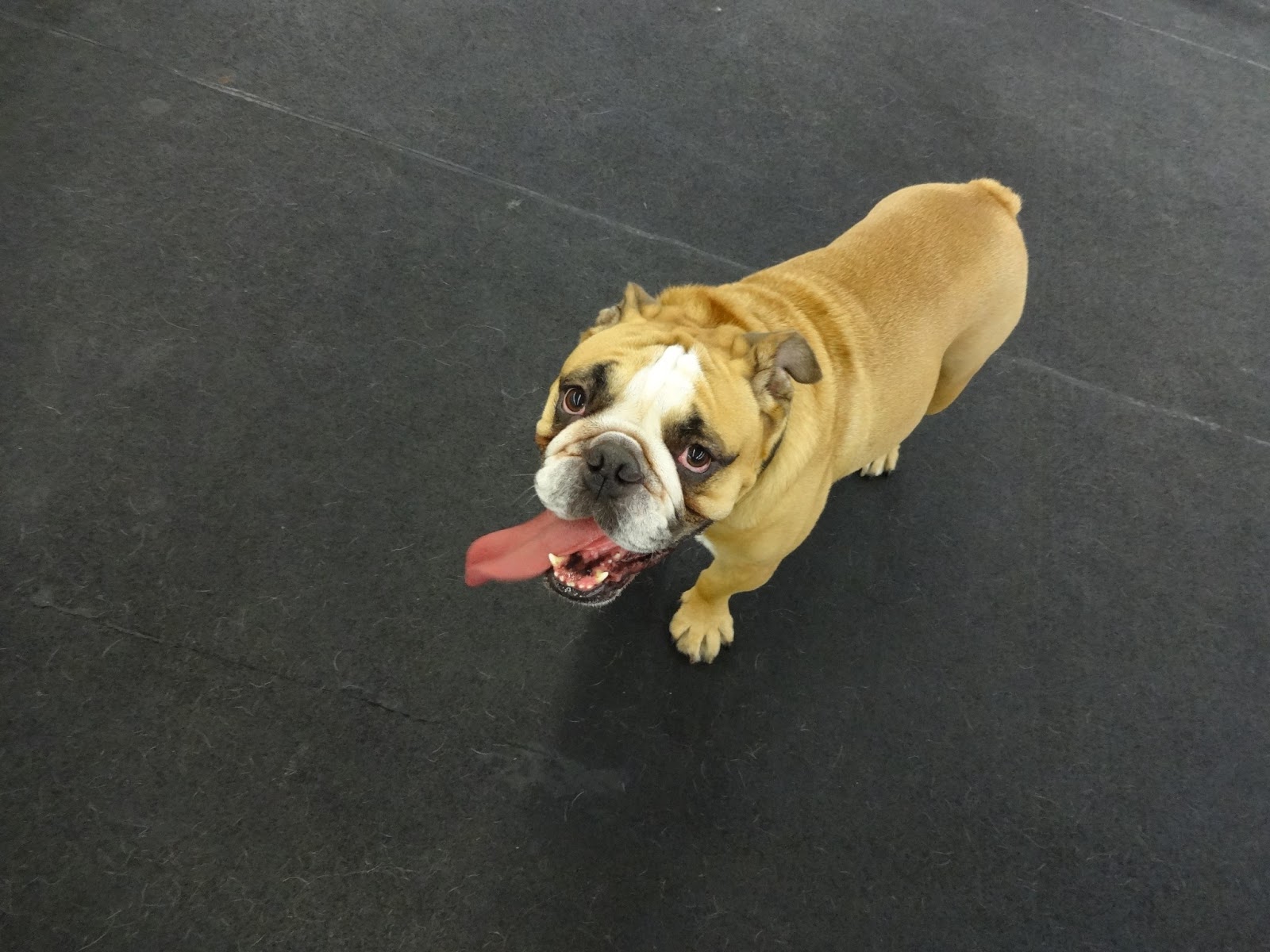 Grateful Dog Daycare