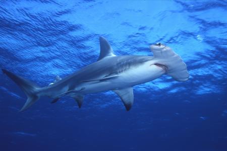 Life of Great Hammerhead Shark | Life of Sea