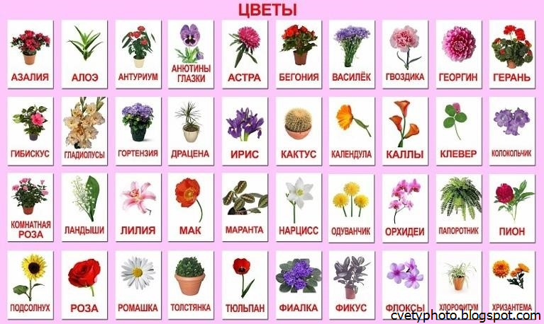 К к 8 букв растение. Цветы названия. Названия цветов растений. Цветы названия с картинками. Цветы список названий.