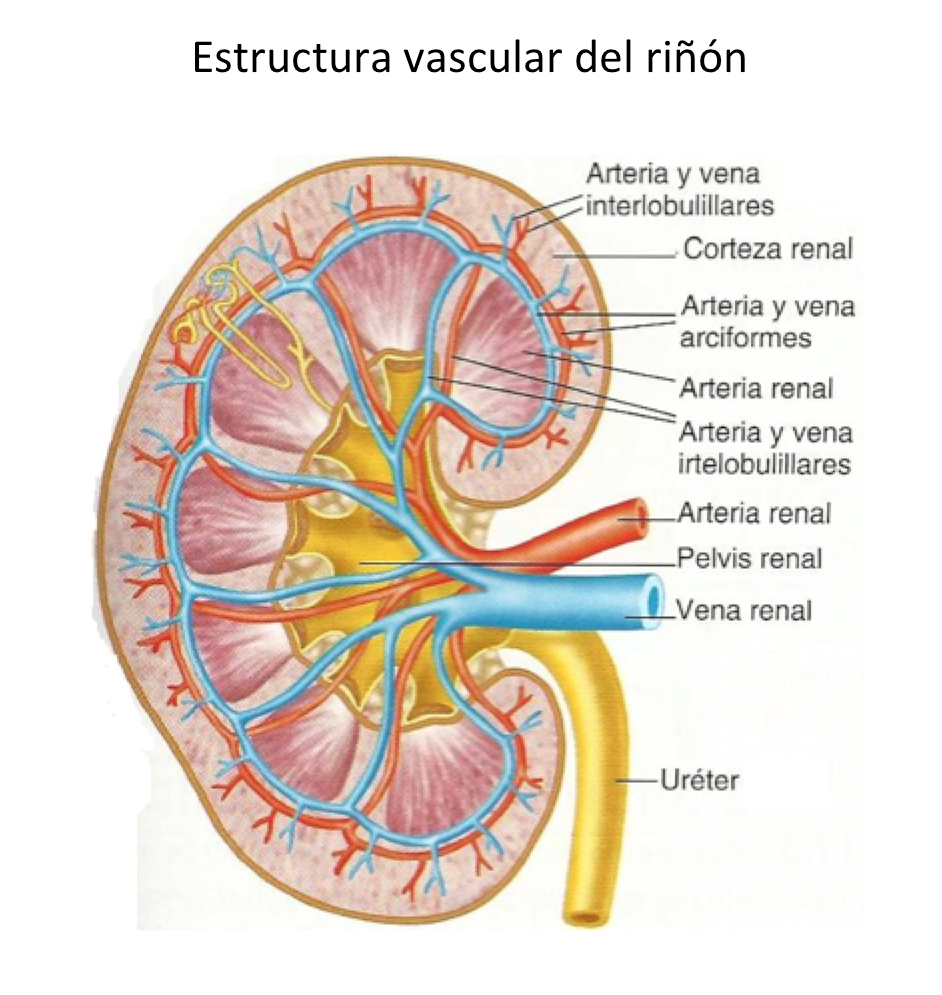 Biología Aplicada 4ºA 3 2014 octubre 2014