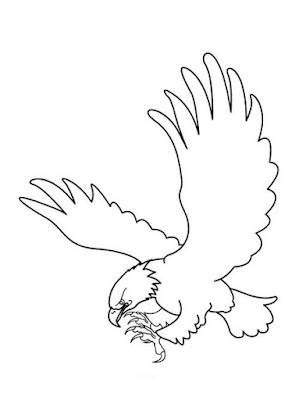 Sketsa Gambar Burung Hantu,Merak,Garuda,Elang Sketsa Gambar Burung Hantu,Merak,Garuda,Elang
