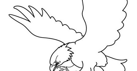 Sketsa Gambar  Burung  Hantu Merak Garuda Elang gambar  