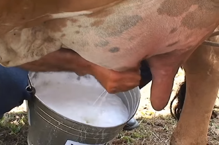 Everything you need to know about cow's milk alternatives for children Cow's milk