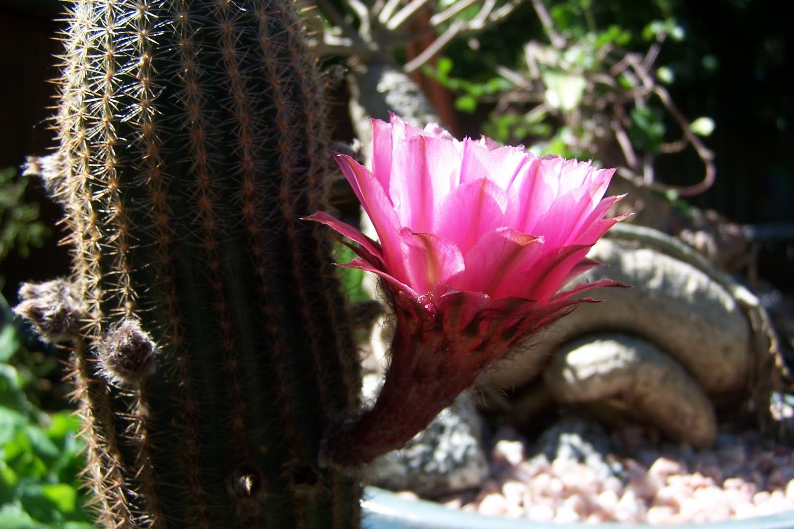 Hybrid Plants Home Decorating IdeasBathroom Interior Design