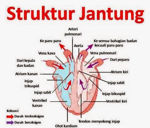 Rscm Indonesia Jantung Tentang Bahasa Latin Sebuah Rongga Organ Berotot