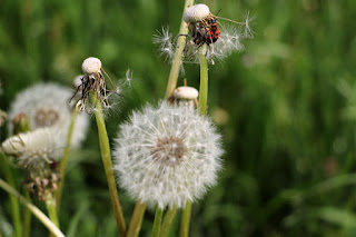 Another lovely nature shot from A Another lovely nature shot from A
