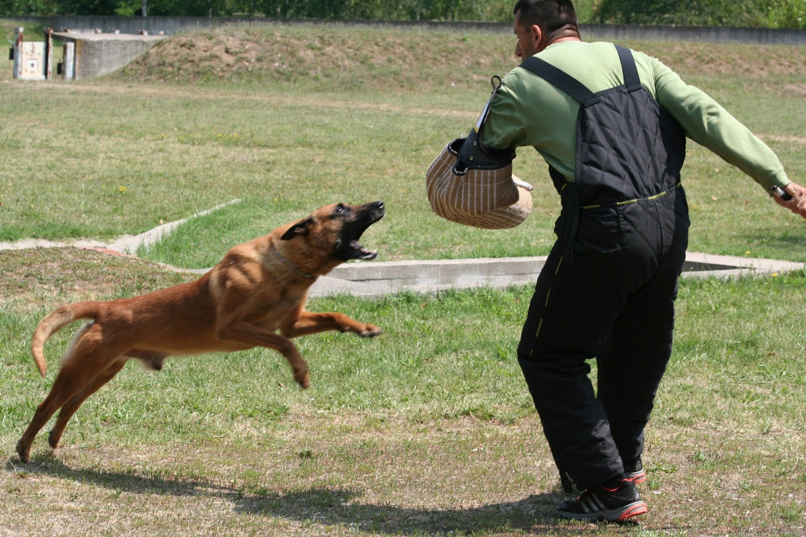 Gelios Dogs Defense dogs' skills presentation. Lazarevac, July 6