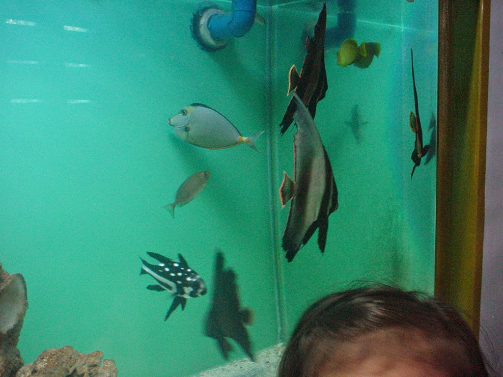 Cebu Aquarium Guide Mactan Island Aquarium Family Tour