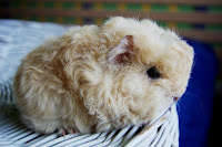 Taxie Piggyboo Świnka morska rasy merino w umaszczeniu cream