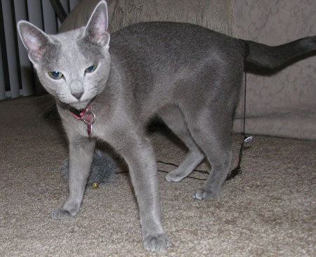 kitty cats in my life russian blue cats and kittens images