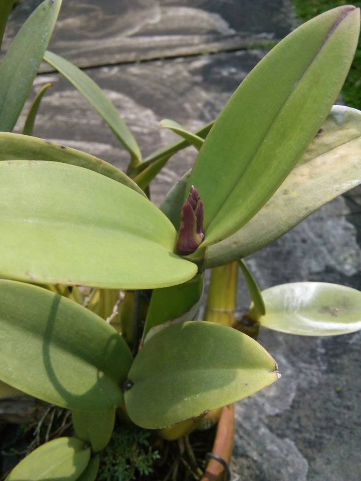 Paling Keren 28+ Bunga Anggrek Impor - Gambar Bunga Indah