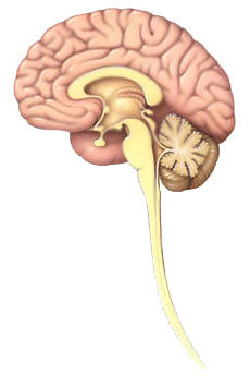 Otak dan sumsum tulang belakang