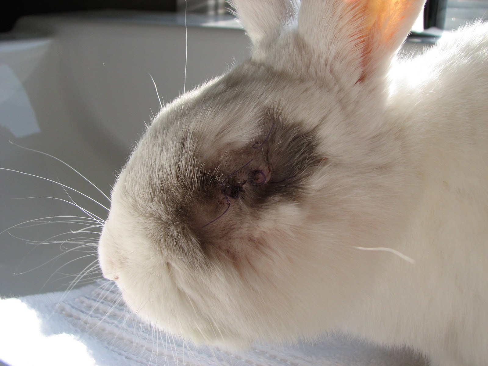 Whirled Peas Rabbit Eye Health