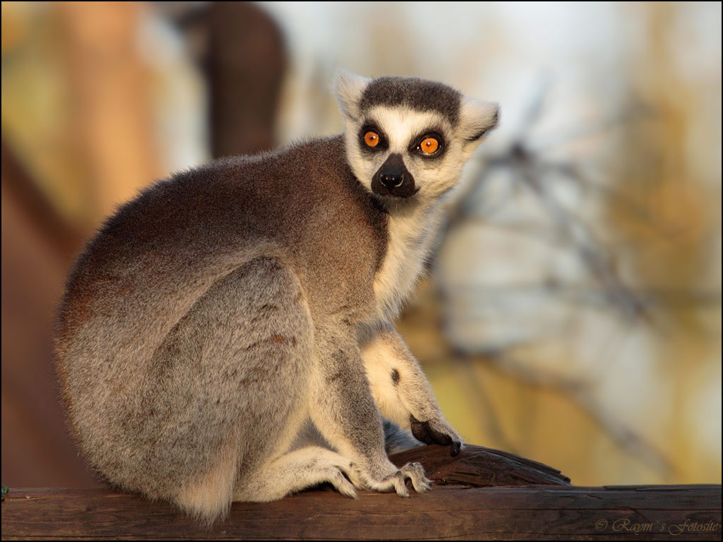 SEENWALL ANIMALS GALLERY PICTURE Part 6