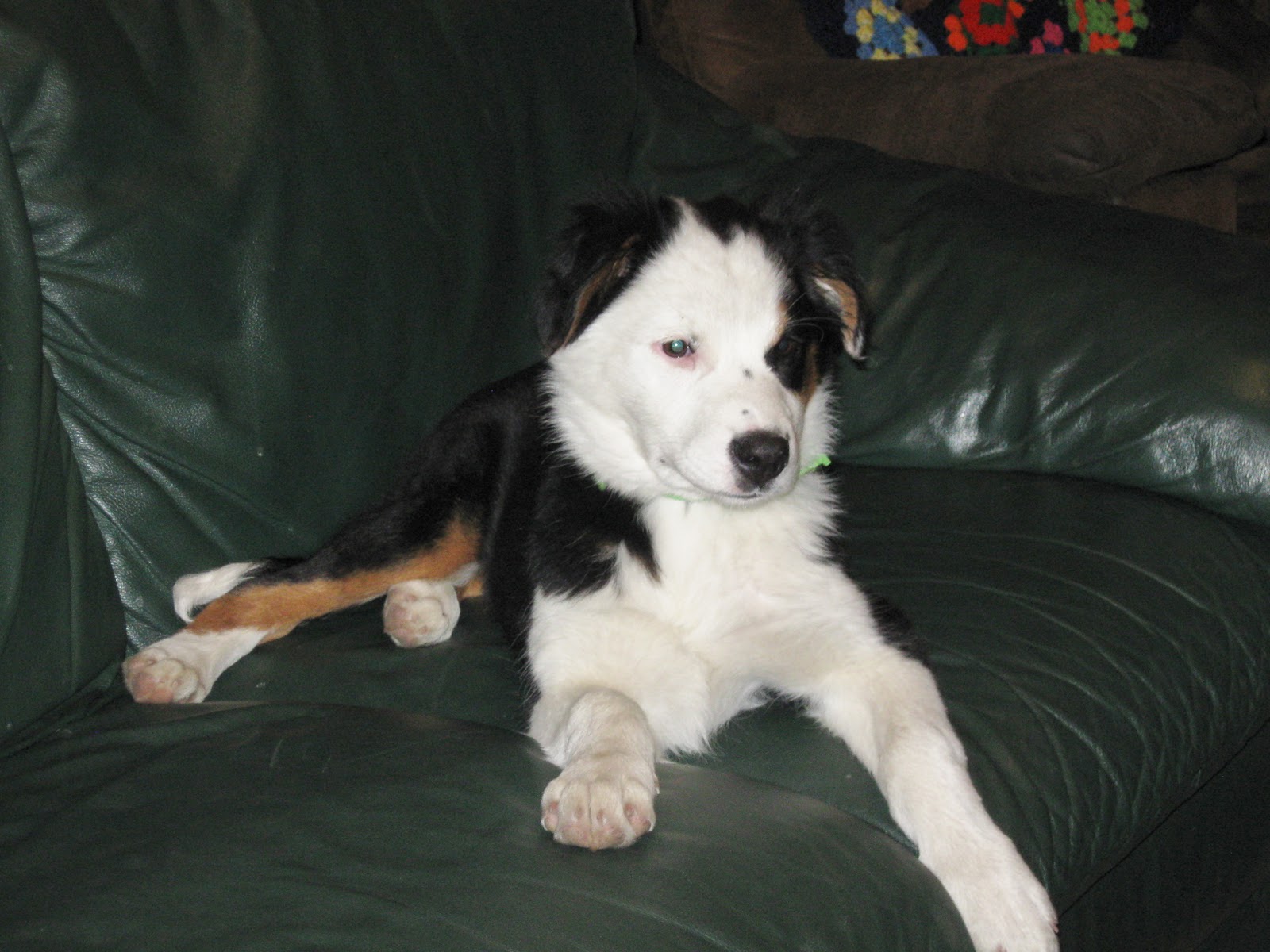 do nurses get lululemon discount australian shepherd