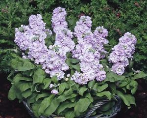 MATTHIOLA INCANA (VIOLES)