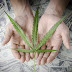 MACONHA ALTERA RESPOSTA DO CÉREBRO AO DINHEIRO, SEGUNDO ESTUDO
