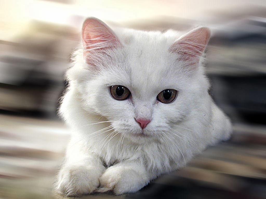 White Cat Wallpaper - beautiful desktop wallpapers 2014