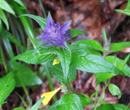 Pszeniec gajowy (Melampyrum nemorosum). Pszeniec gajowy (Melampyrum nemorosum).