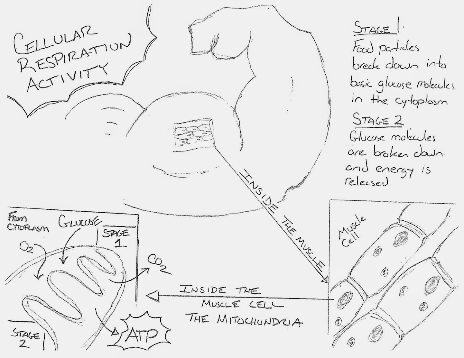 7th Grade Science 2014-2015: Cellular Respiration Activity