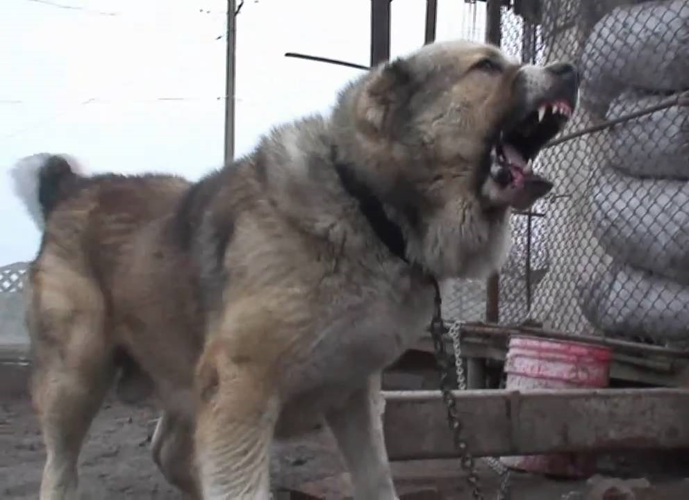 Morsorosso I Migliori Cani Da Guardia