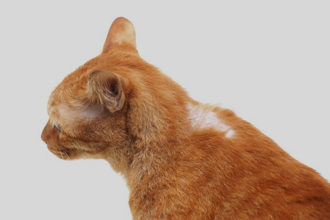 How to Stop Cat Shedding Hair How to Stop Cat Shedding Hair