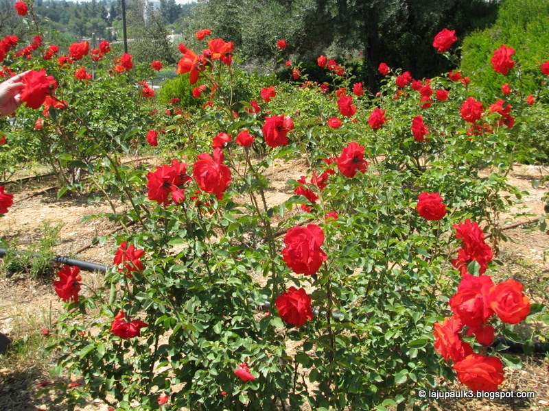 THROUGH THE LAND OF ISRAEL III 'The Wohl Rose Park' or 'Gan Wohl L