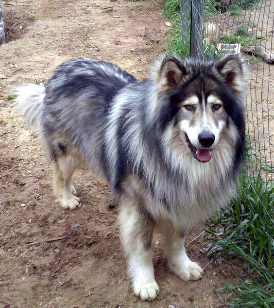 7 facts about the Native American Indian dog