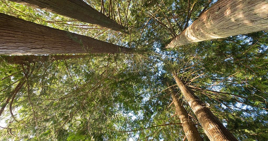 Info Hewan Tumbuhan Prasejarah: Cedar Merah Pasifik, pohon ...