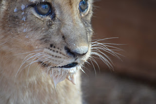 Lion cub at Zebula Game Reserve
