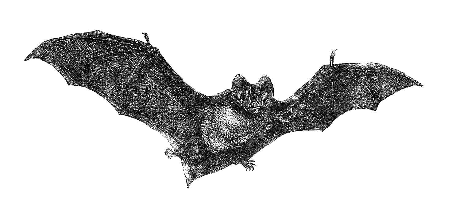 clip art halloween bat - photo #40