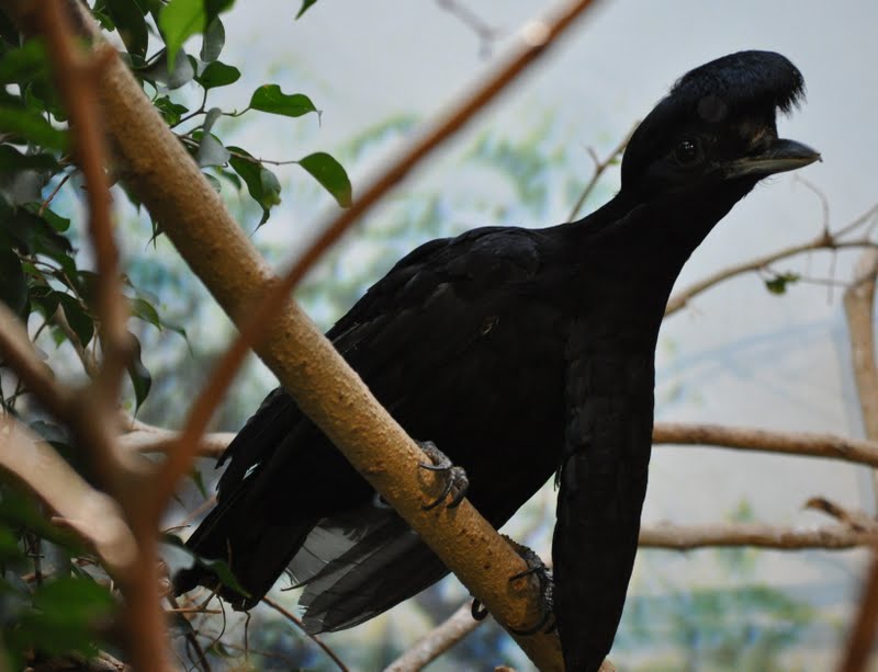 ZOOTOGRAFIANDO (6.057 ANIMALS): AVE PARAGUAS / LONG-WATTLED UMBRELLABIRD (Cephalopterus