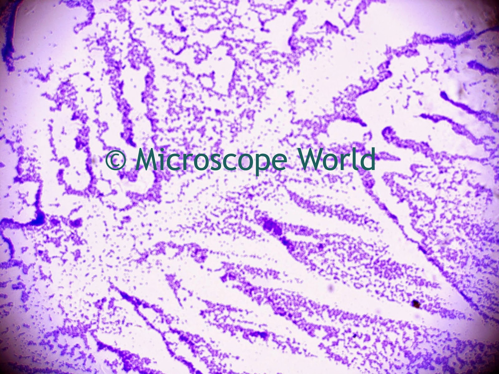 400x microscope image of bacteria