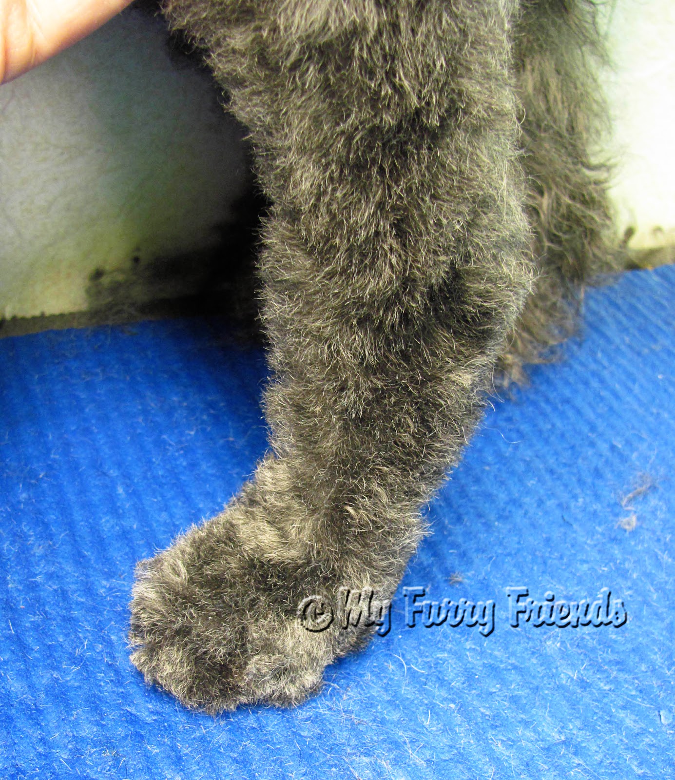 Pet Grooming The Good, The Bad, & The Furry Saving Matted Feet