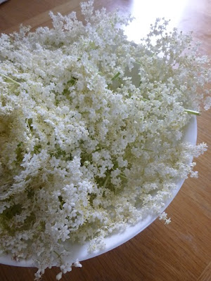 Picture of a bowl of elderflowers, ready to be made into elderflower cordial