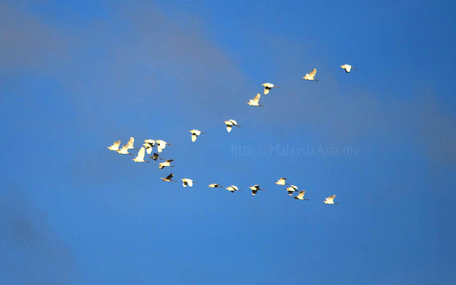 Kinabatangan River Birds Flying