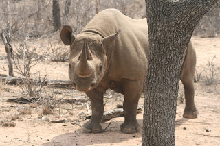 Black Rhino Krueger National Park