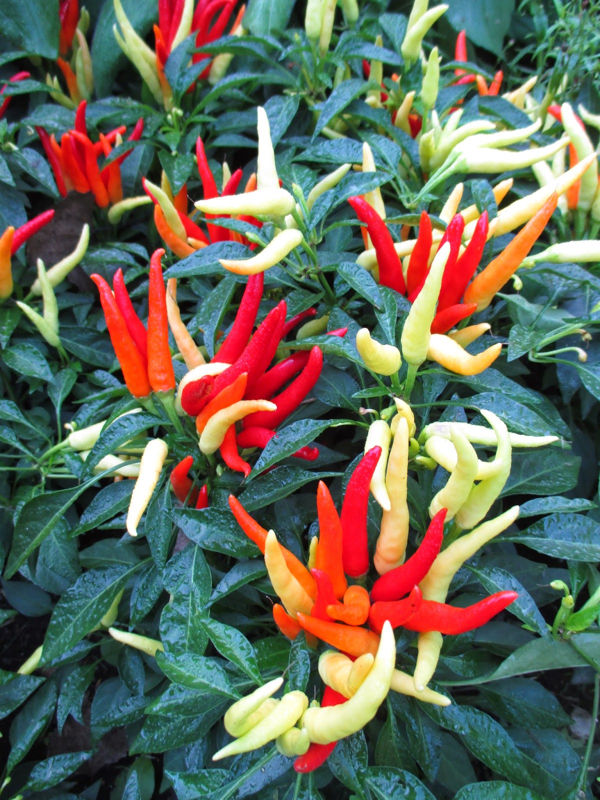 16+ big jim pepper plants BorisLayson