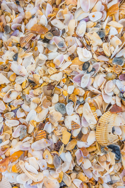 The shells on the Atlantic Ocean beaches are my FAVORITE! The shells on the Atlantic Ocean beaches are my FAVORITE!
