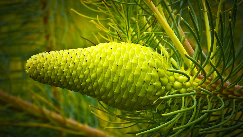 The Natural Green of Plants
