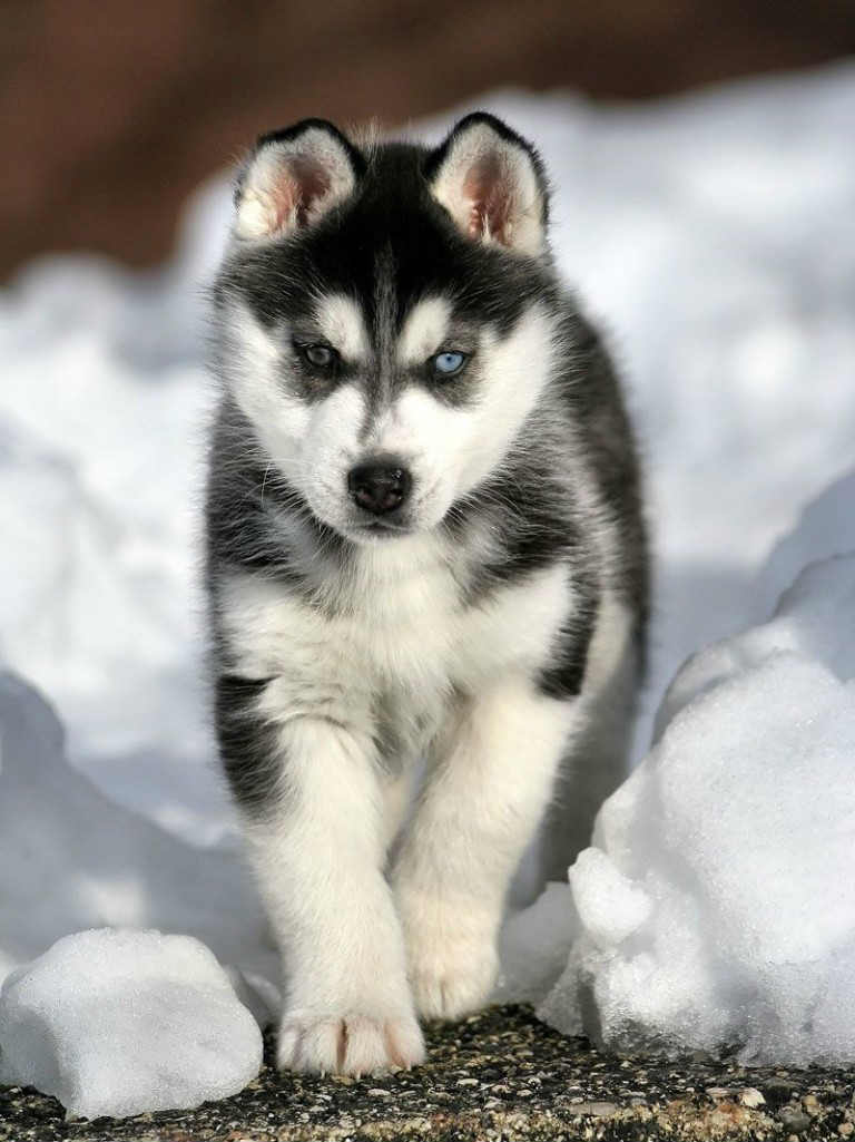 Puppies Breeds Husky Siberiano