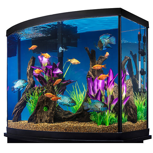 Saltwater Aquarium Using Live Rock