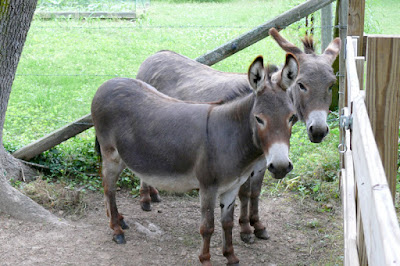 Meli and Margeaux, miniature donkeys owned by Wallace and Nancy Braud