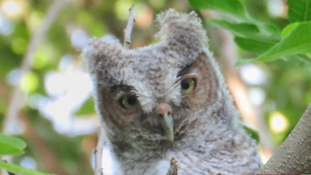 Cute Baby Eastern Screech Owl in Tree