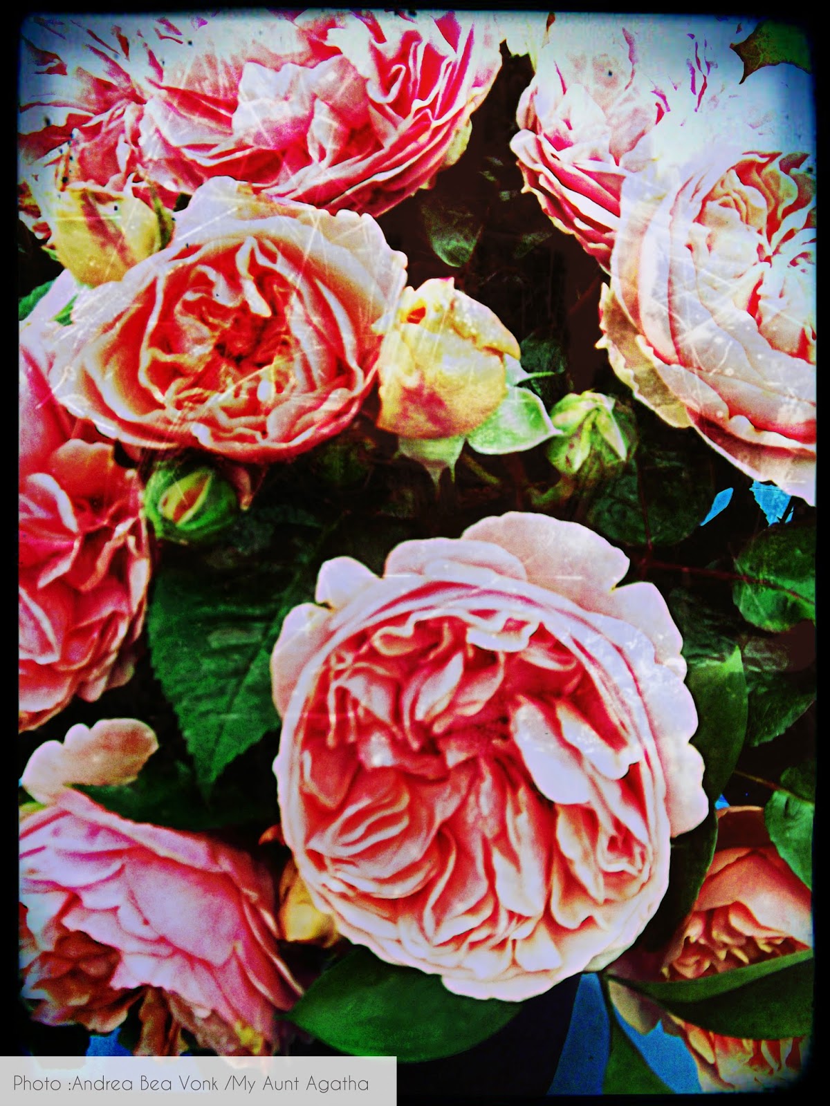 . CABBAGE ROSES