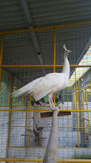 Galeri Foto Burung Merak Putih 6 Foto Burung Merak Putih Jual Ayam Hias Burung Merak Putih
