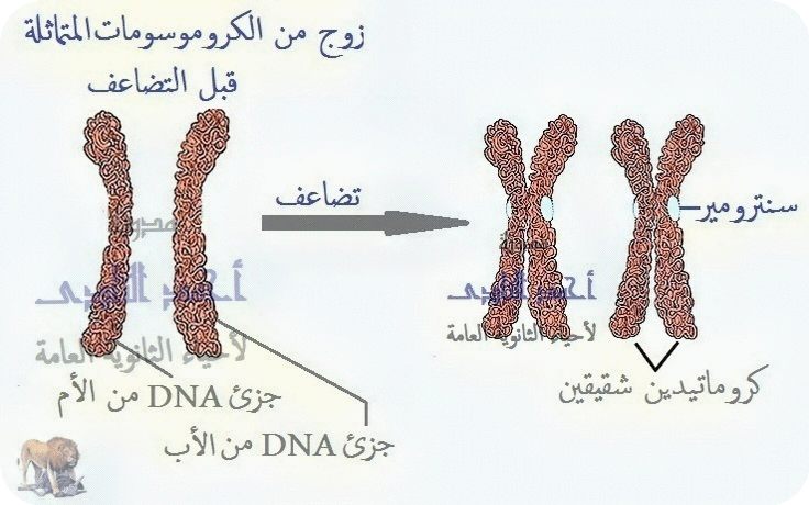 تضاعف الحمض النووى dna - من كروموسوم أحادى الكروماتيد إلى ثنائى الكروماتيد