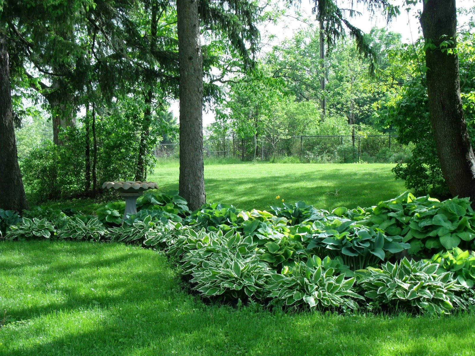Gear Acres at Top of the Hill The hostas are looking good.......