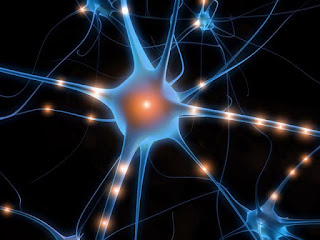 Resultado de imagen de Los procesos neuronales que subyacen en nuestro cerebro son en realidad desconocidos